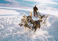 雪地狂奔，电影的魅力与故事雪地狂奔电影免费高清